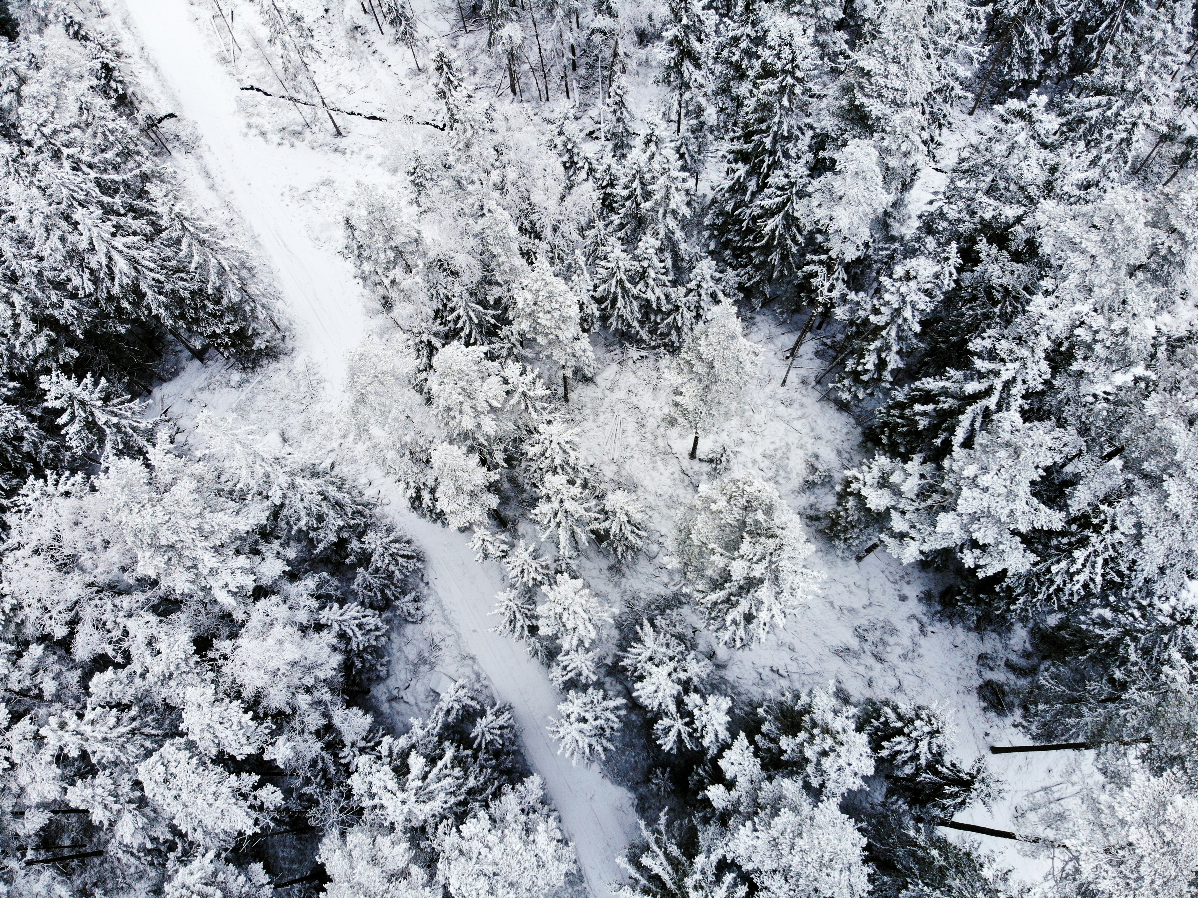 aerial view of snow covered trees